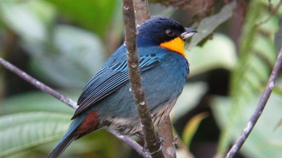 Aves en Colombia