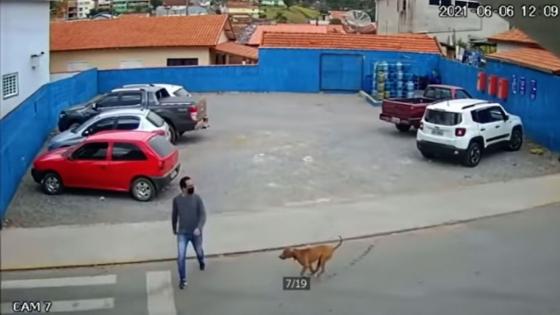 Video Perro