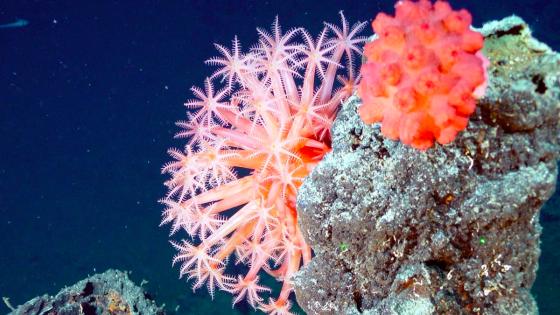 Un millón de corales serán sembrados en Colombia Un millón de corales serán sembrados en Colombia