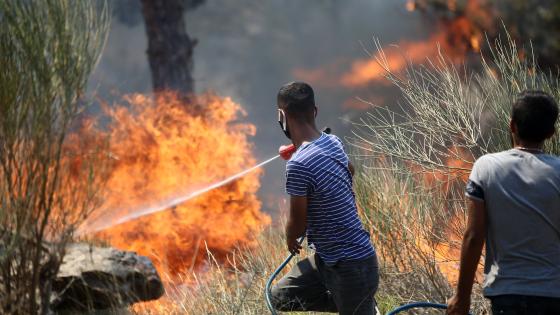 Autoridades en Turquía intentan apaciguar 14 incendios forestales. Incendios forestales en Turquía