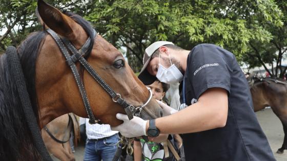 Inicia jornada de valoración a caballos que trabajan en Medellín