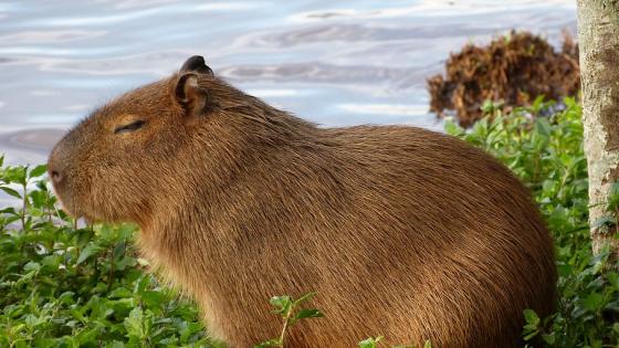 capibaras
