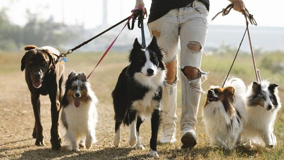 Paseador, guardería de perros