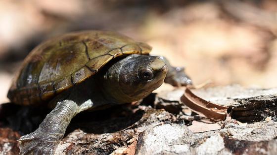 tortuga kinosternon recuperada