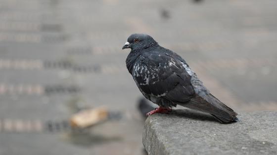 Fénix, la paloma que volvió a volar