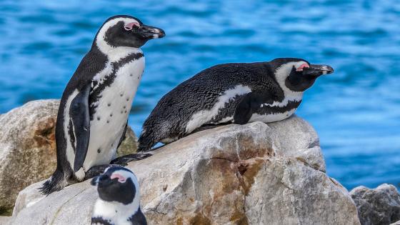 Proyecto minero amaneza con especies de pingüinosy nutrias en Chile