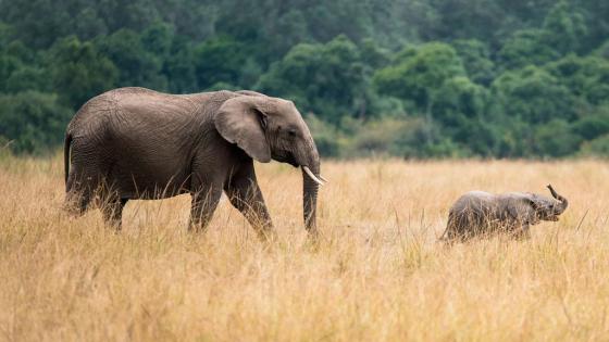 Elefantes nacen sin colmillos