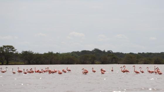 Perlaguaneque Perlaguaneque