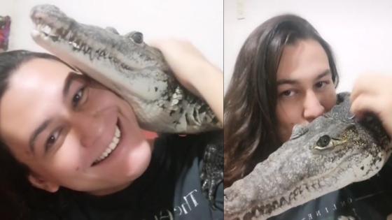 Tendría un cocodrilo de mascota? Un usuario de TikTok sí | KienyKe