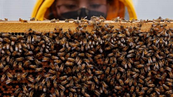 Superalimentos para las abejas contra efectos de pesticidas