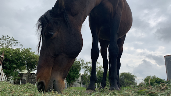 Caso de maltrato animal en Bogotá