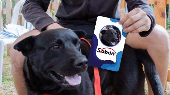 Sisben perros