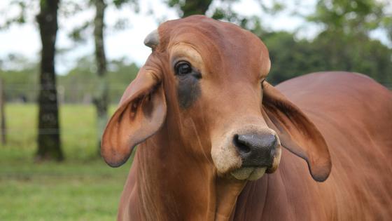 ICA confirma caso de rabia silvestre en Quindio