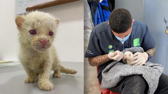 felino silvestre alvino tigre blanco