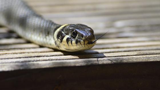 serpiente Manizales 