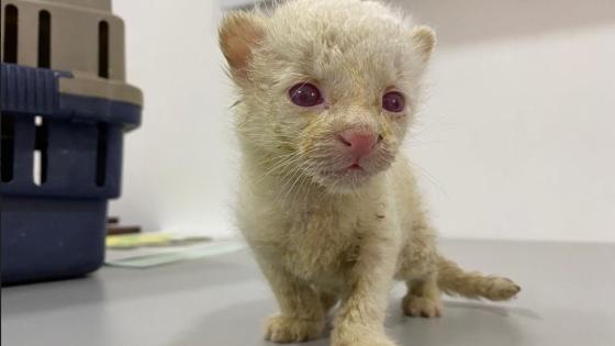 tigre albino 