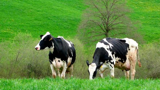 Vacas en la carrera séptima