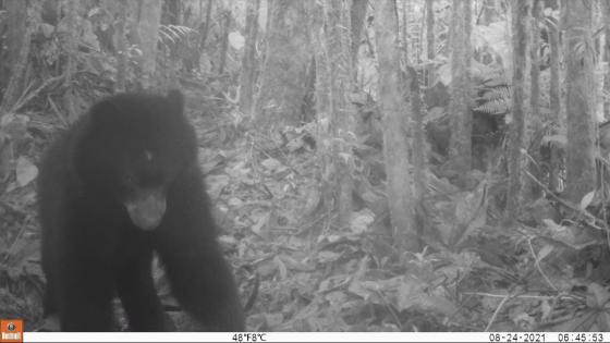 Oso andino captado en video 