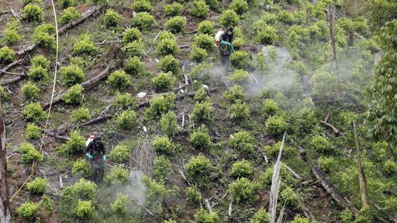 cultivos-coca-colombia-2022