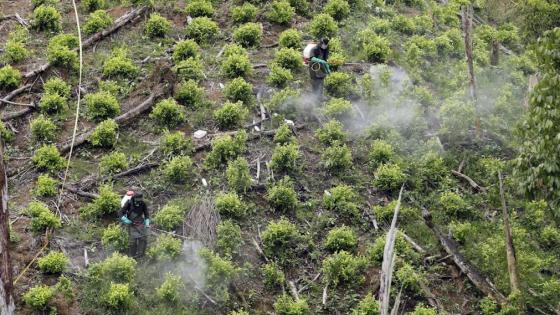 cultivos-coca-colombia