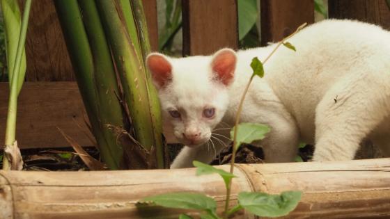 felina albina 