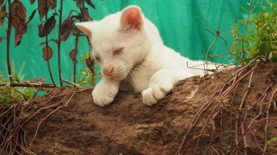 felina albina 