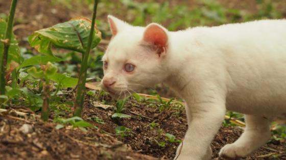 felina albina 