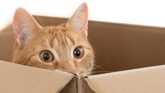 ¿Por qué a los gatos les gusta las cajas de cartón?