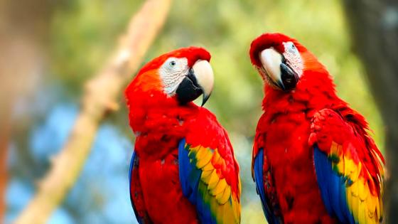 guacamayas Medellín