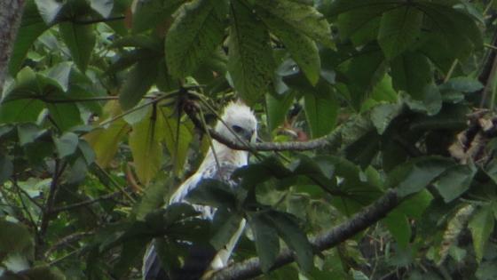 Aguila crestada 