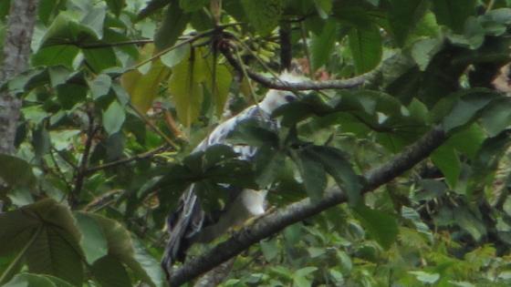 Aguila crestada Aguila crestada