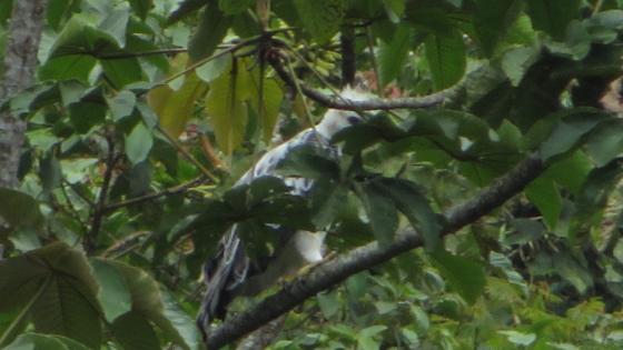 Aguila crestada 