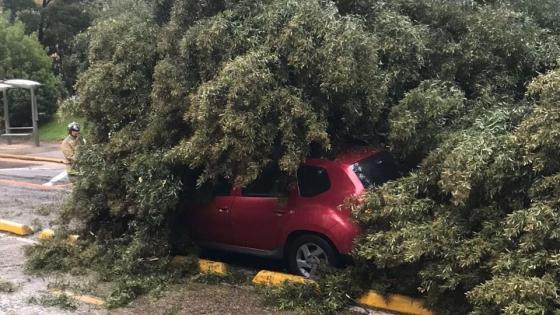 caida-arbol-en-bogota-ocasiona-caos-vial