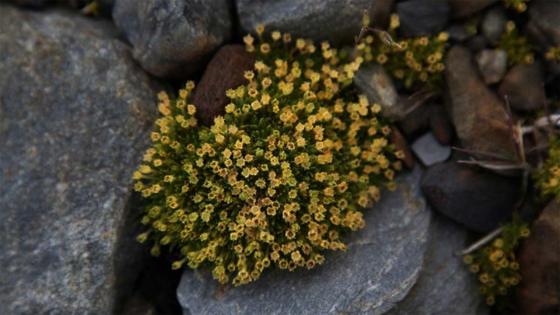 ¿Por qué están creciendo flores en la Antártida?