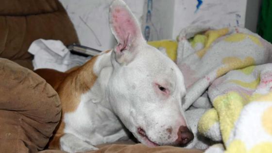 Hombre acusado de maltratar a su mascota fue judicializado en Bogotá