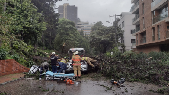 Emergencia al norte de Bogotá tras caída de árbol