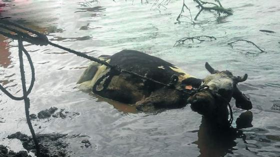 rescate vaca Medellín noticias 