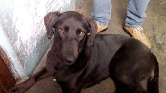 La conmovedora historia de ‘Luna’, mascota que se encuentra pérdida en Bogotá 