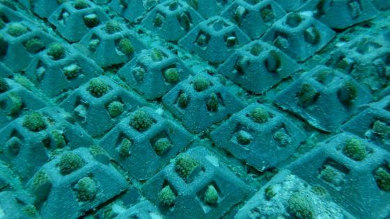 siembra coral san andres providencia noticias siembra coral san andres providencia noticias