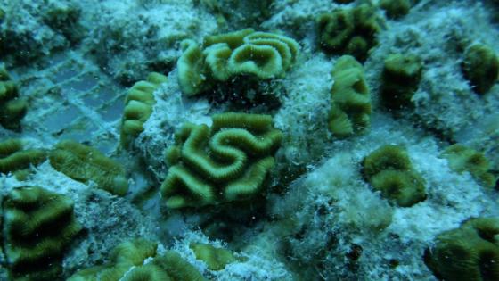 siembra coral san andres providencia noticias siembra coral san andres providencia noticias