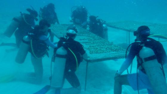 siembra coral san andres providencia noticias siembra coral san andres providencia noticias