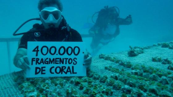 siembra fragmentos de Coral Providencia 