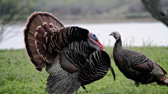 pisco pavo villa de leyva noticias concejal gerardo beltrán 