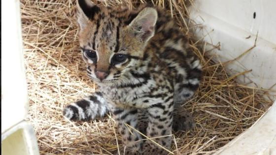 ocelote infantil rescatado Barbosa Antioquia ocelote infantil rescatado Barbosa Antioquia