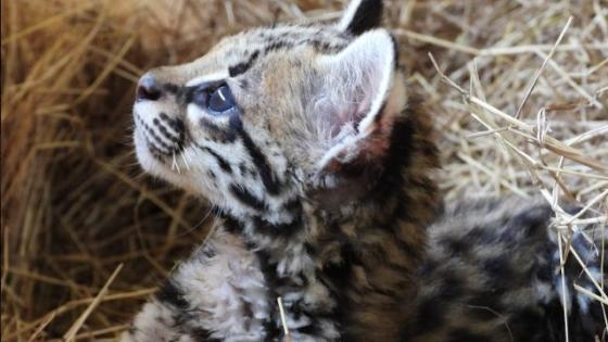 ocelote infantil rescatado Barbosa Antioquia 