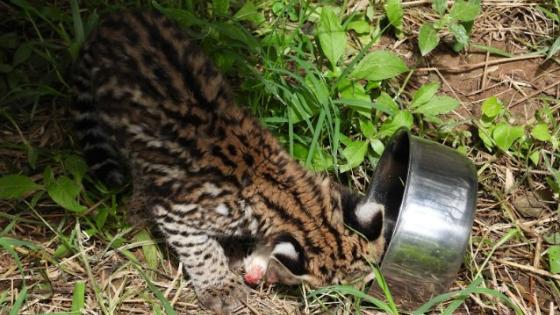 ocelote infantil rescatado Barbosa Antioquia 