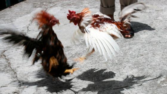 Peleas de gallos