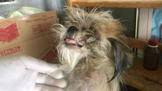 cachorros rescatados mal estado de salud noticias Medellín 