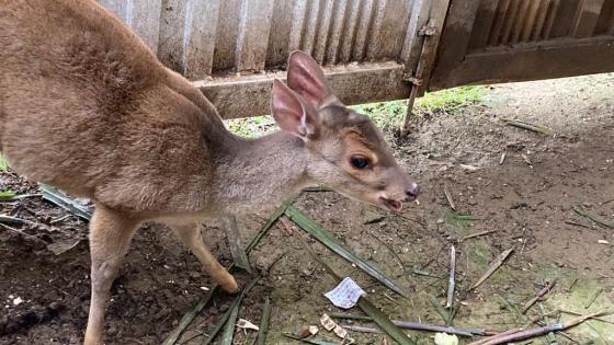 fauna silvestre Barbosa Antioquia noticias fauna silvestre Barbosa Antioquia noticias