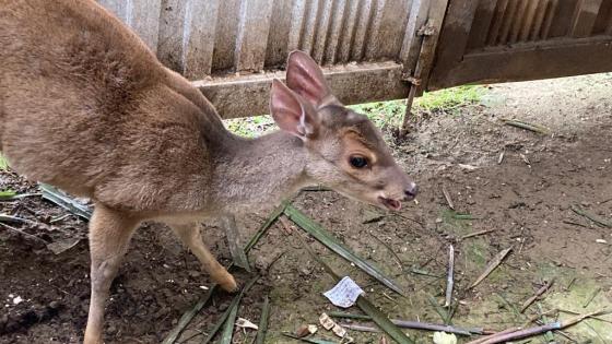 fauna silvestre Barbosa Antioquia noticias